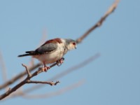 Pygmy Falcon (Polihierax semitorquatus castanonotus)