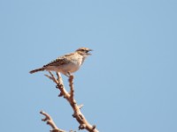 Gillett's Lark (Mirafra gilletti gilletti)