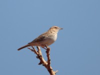 Gillett's Lark (Mirafra gilletti gilletti)