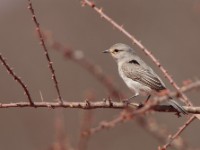 African Grey Flycatcher (Melaenornis microrhynchus pumilus)