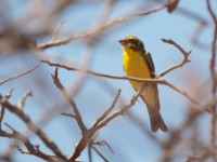 Northern Grosbeak-Canary (Crithagra donaldsoni)