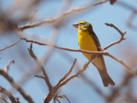 Northern Grosbeak-Canary (Crithagra donaldsoni)