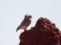 Little Owl (Athene noctua somaliensis)