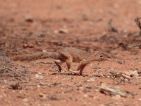 Unstriped Ground Squirrel (Xerus rutilus)