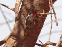 Cardinal Woodpecker (Dendropicos fuscescens hemprichii)
