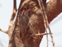 Cardinal Woodpecker (Dendropicos fuscescens hemprichii)