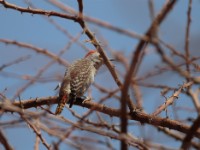 Cardinal Woodpecker (Dendropicos fuscescens hemprichii)