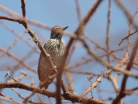 Cardinal Woodpecker (Dendropicos fuscescens hemprichii)