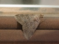 Gurdumi Moth