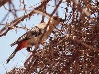 White-headed Buffalo Weaver (Dinemellia dinemelli dinemelli)