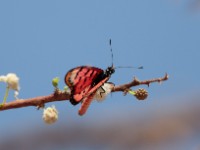 Gurdumi Butterfly