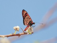 Gurdumi Butterfly