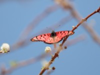 Gurdumi Butterfly