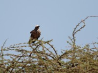 White-crowned Starling (Lamprotornis albicapillus albicapillus)