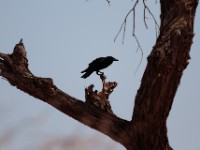 Somali Crow (Corvus edithae)