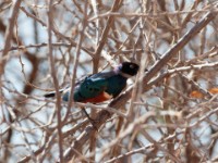 Superb Starling (Lamprotornis superbus)