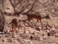 Harar Dik-dik (Madoqua hararensis)