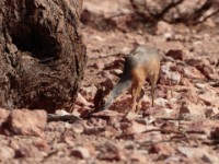 Harar Dik-dik (Madoqua hararensis)