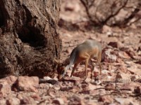 Harar Dik-dik (Madoqua hararensis)