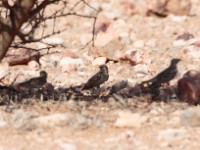 Blanford's Lark (Calandrella blanfordi daaroodensis) Photo and obs: Thomas Andersson