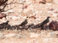 Blanford's Lark (Calandrella blanfordi daaroodensis) Photo and obs: Thomas Andersson