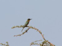 Little Bee-eater (Merops pusillus cyanostictus)