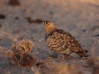 Black-faced Sandgrouse (Pterocles decorates ellenbecki)