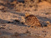 Black-faced Sandgrouse (Pterocles decorates ellenbecki)