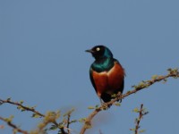 Superb Starling (Lamprotornis superbus)