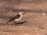 White-headed Buffalo Weaver (Dinemellia dinemelli dinemelli)