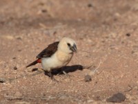 White-headed Buffalo Weaver (Dinemellia dinemelli dinemelli)