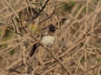 Somali Bulbul (Pycnonotus somaliensis)