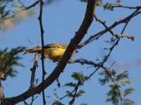 Orange-breasted Bushshrike (Chlorophoneus sulfureopectus similis)