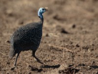 Helmeted Guineafowl (Numida meleagris somaliensis)