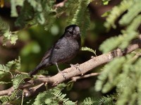 Northern Black Flycatcher (Melaenornis edolioides schistaceus)