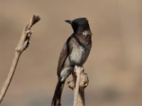 Somali Bulbul (Pycnonotus somaliensis)