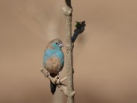 Red-cheeked Cordon-bleu (Uraeginthus bengalus bengalus)