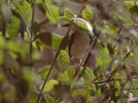 Pale Prinia (Prinia somalica somalica)