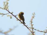 African Citril (Crithagra citrinelloides citrinelloides)