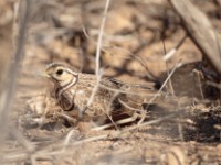 Three-banded Courser (Rhinoptilus cinctus mayaudi)