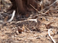 Three-banded Courser (Rhinoptilus cinctus mayaudi)