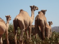 Camels