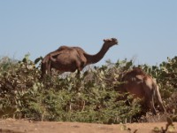 Camels