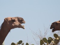 Camels