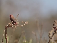 Red-billed Firefinch (Lagonosticta senegala brunneiceps)