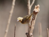 Speke's Weaver (Ploceus spekei)