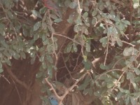 Red-cheeked Cordon-bleu (Uraeginthus bengalus bengalus)