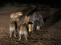 Hyena man Harar