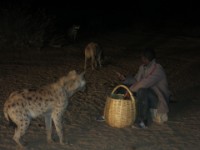Hyena man Harar