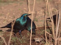 Greater Blue-eared Starling (Lamprotornis chalybaeus cyaniventris)